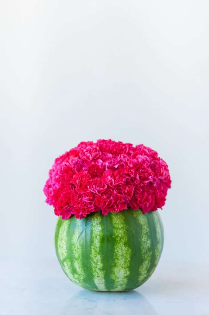 Small round green real watermelon hollowed out and holding a bouquet of pink carnations