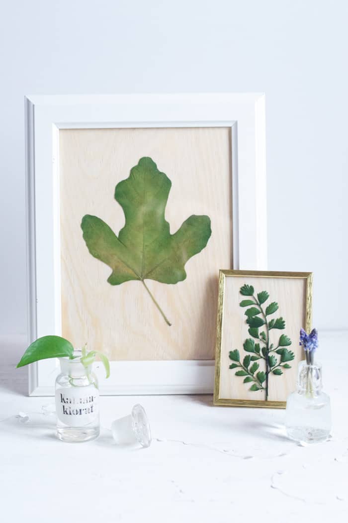 dsc_3036_54f818f5ddf2b37a6a98f940