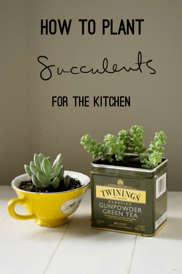 succulents planted ina teacup and tea container